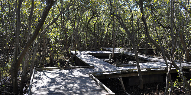 Badu Mangroves