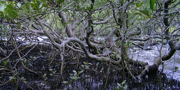 Warrannanon Mangroves
