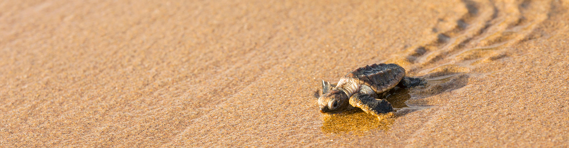 A turtle hatchling on the beach
