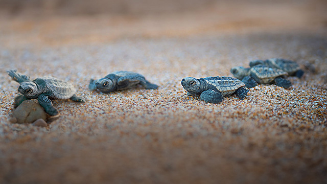 Mon Repos Turtle Sands