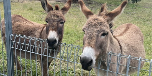 Two brown donkeys lean their heads over a metal fence in a grassy paddock.