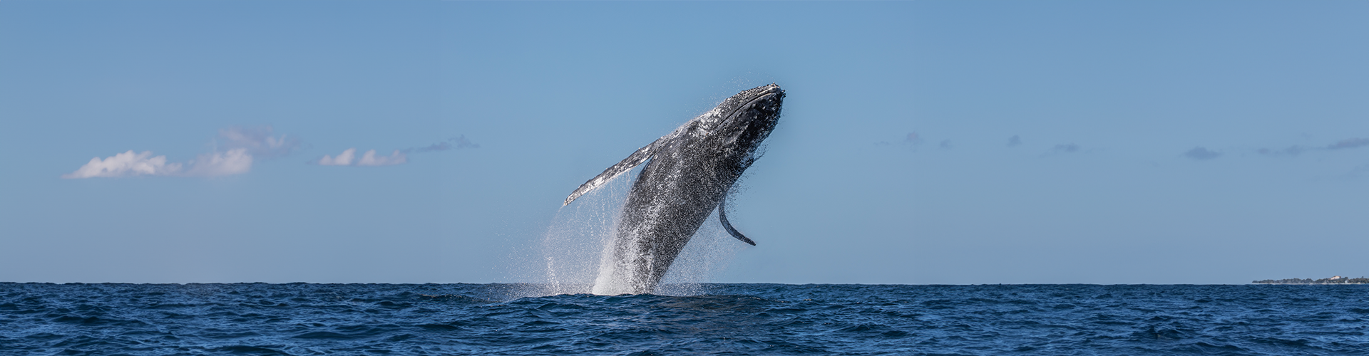 A humpback whale throws itself into the air from dark blue water, causing a white spray on a sunny day.
