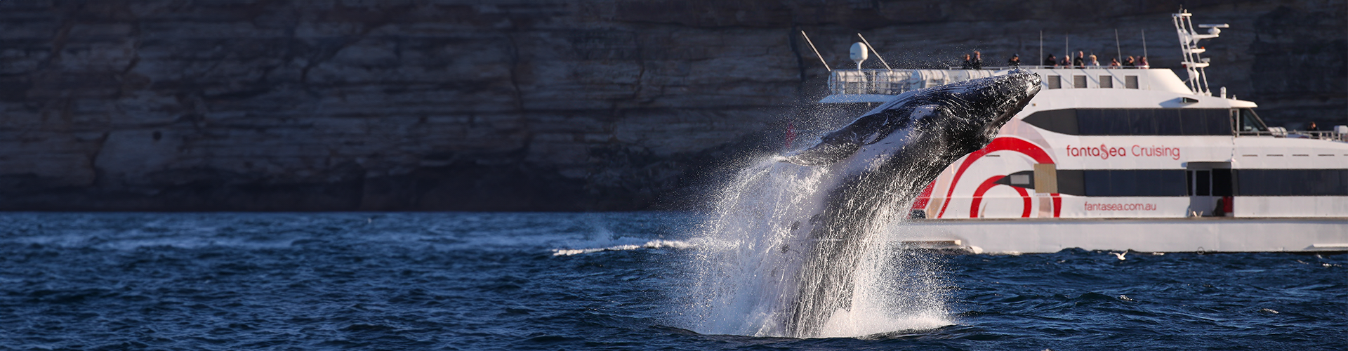 A humpback whale leaping up, with its head back about to crash back into the water in front of a white cruise boat of tourists looking on.