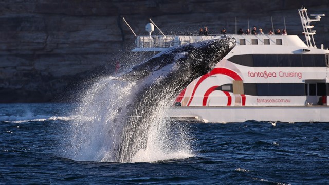 A humpback whale leaping up, with its head back about to crash back into the water in front of a white cruise boat of tourists looking on. 