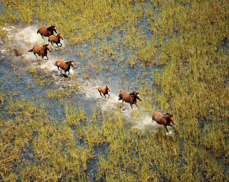 wild-horses-broome-wa-900x715 Slide 4