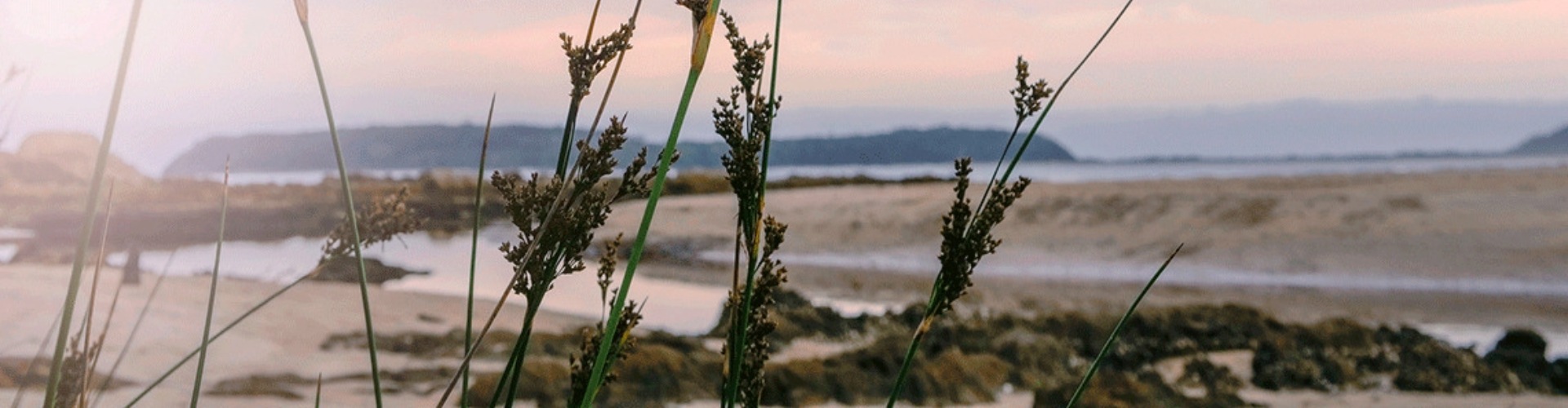 Wollongong to Merimbula road trip beach with ocean and hills in background and tall grasses in foreground