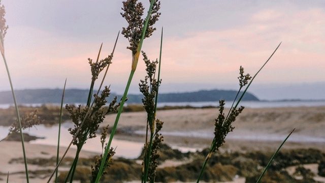 beach with ocean and hills in background and tall grasses in foreground