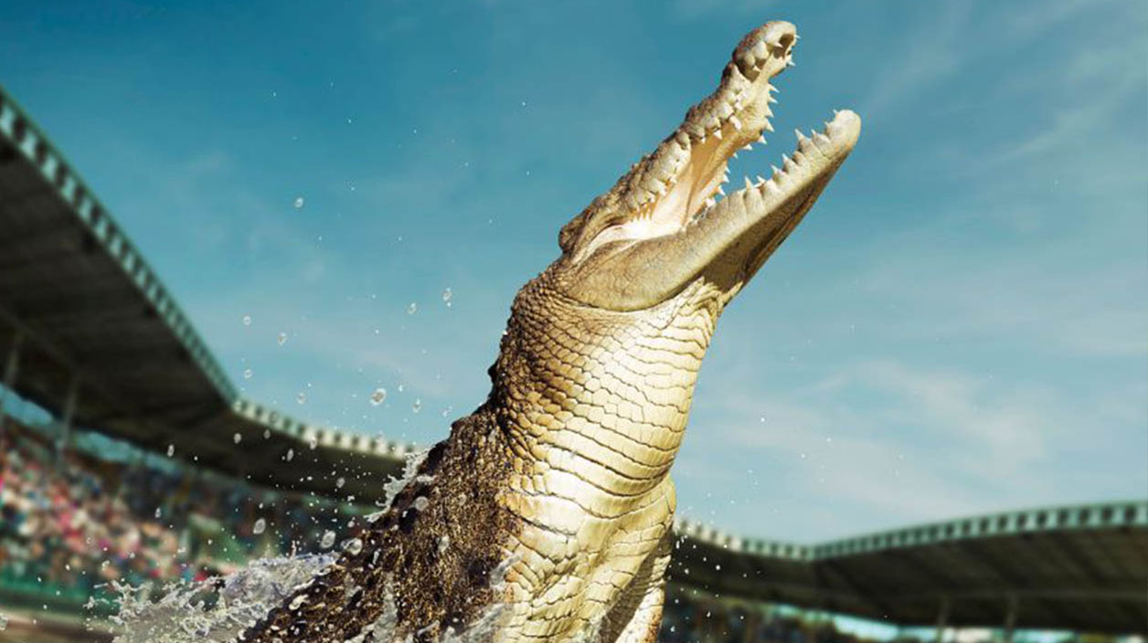 A trained Crocodile jumping out of the water in front of a crowd at Australia Zoo