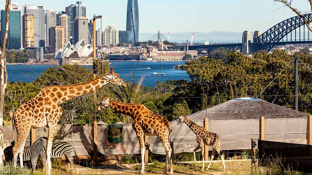 Taronga Zoo