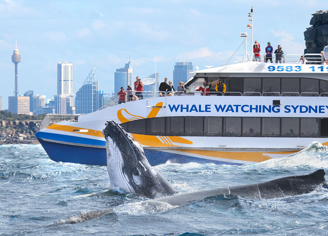 Whale Watching Sydney