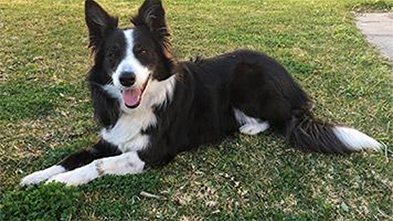 Cable Beach pet friendly sites