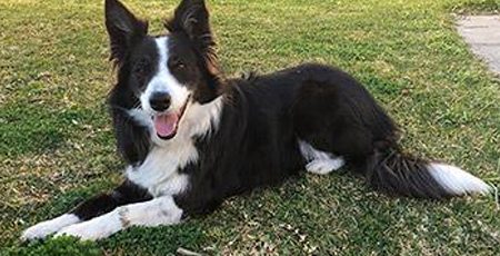 Cable Beach pet friendly sites