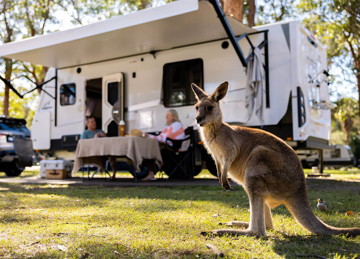 Kangaroo standing on grass in front of a parked caravan, while two people sit at a table under the awning in a campsite.