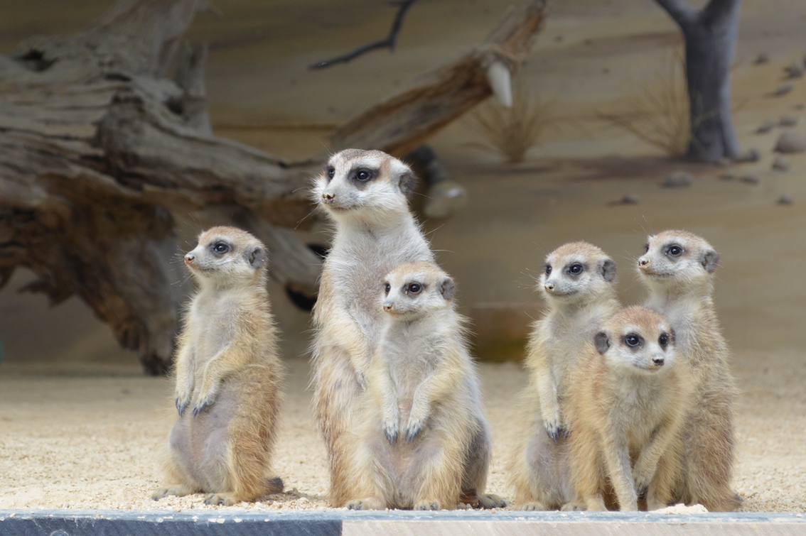 Meerkats at Hunter Valley Zoo