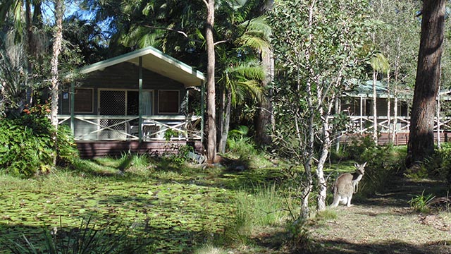 Kangaroo outside villa Darlington Beach Holiday Park my nrma local guides