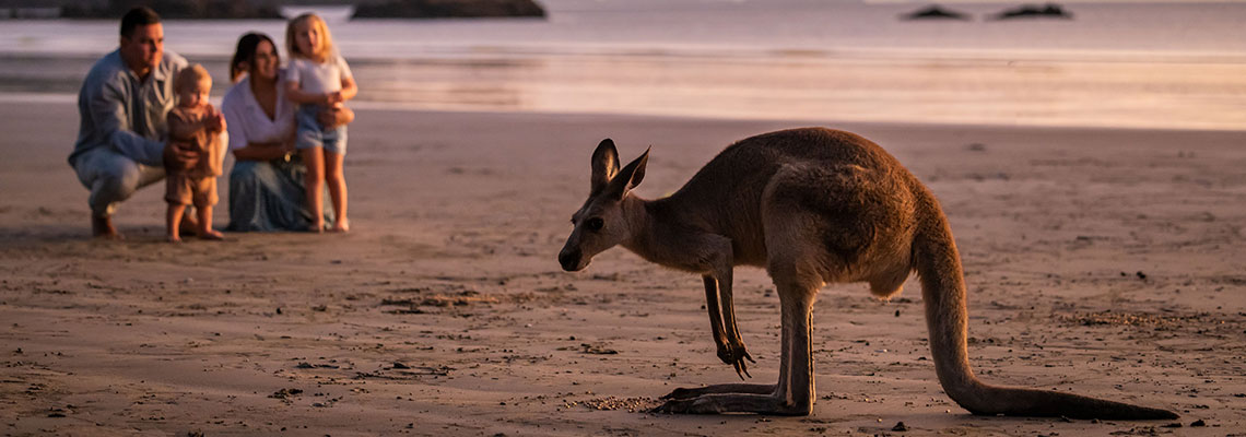 Kangaroo on the beach Cape Hillsborough