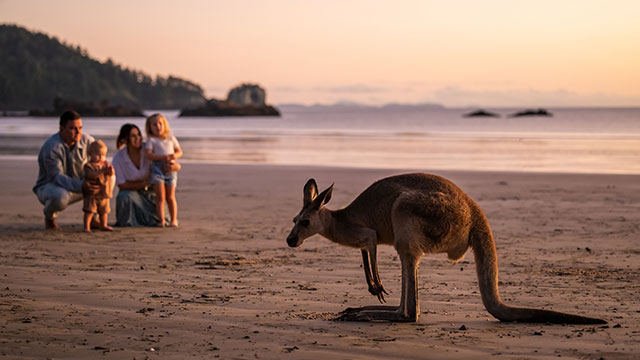 Kangaroo on the beach sunrise Cape Hillsborough