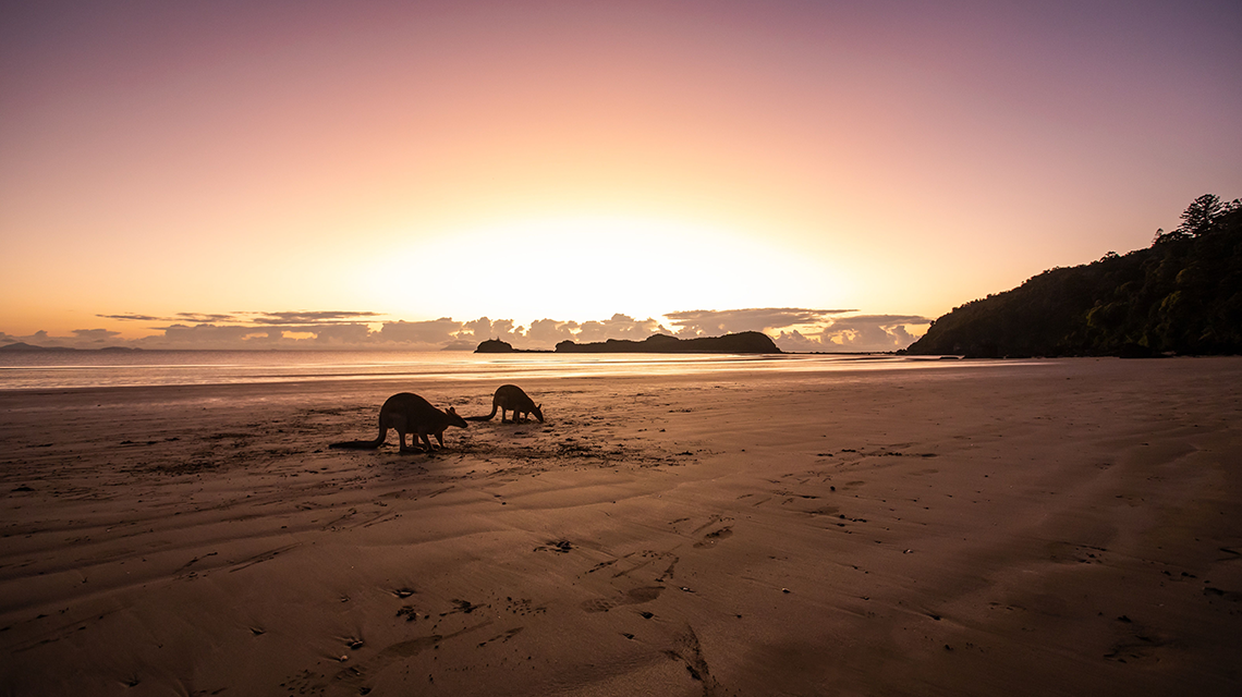 Kangaroos on the beach at sunset Cape Hillsborough