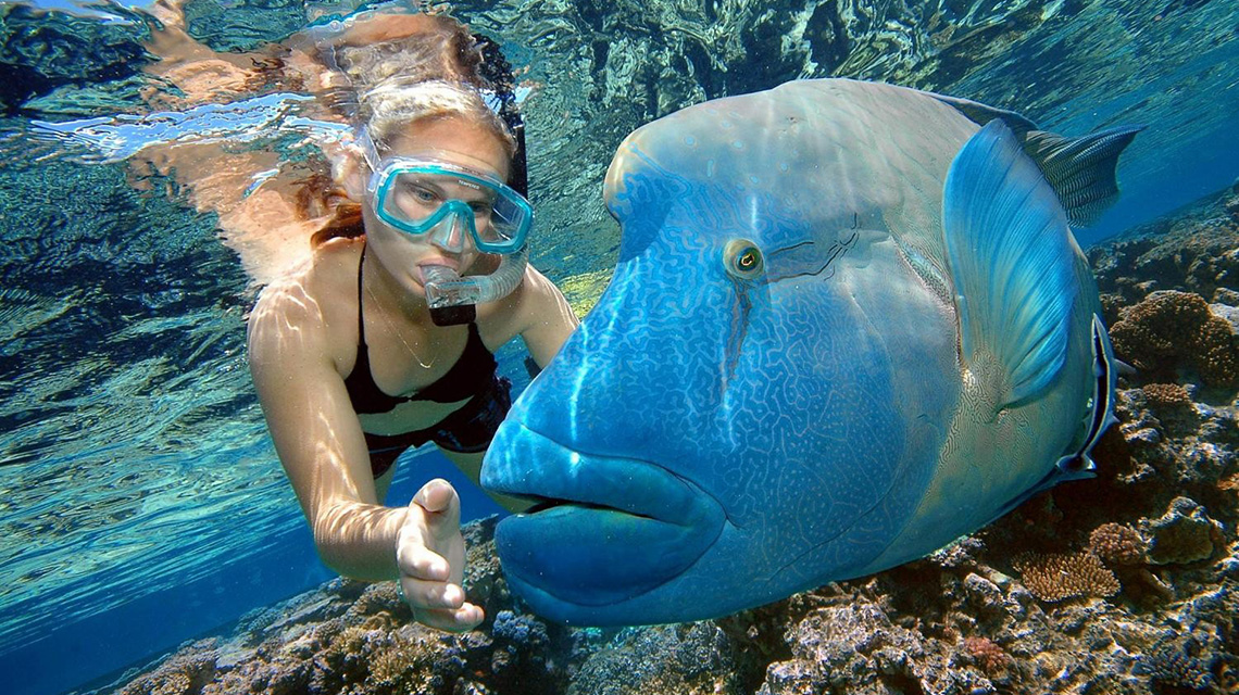 Palm Cove Holiday Park Snorkeling NRMA Blue Member Discount
