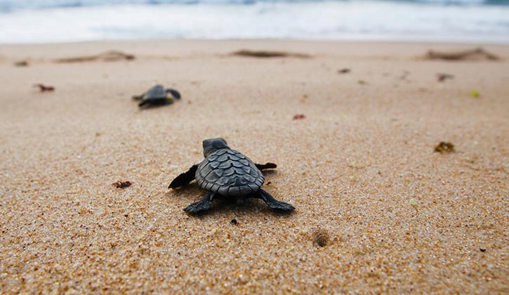 Baby turtles making their way along the beach to the ocean