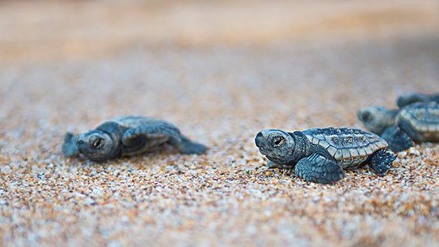 Baby turtles at Turtle Sands, Mon Repos QLD