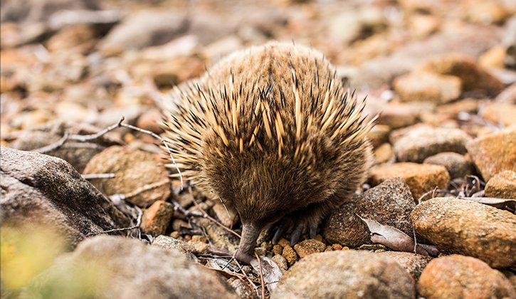 Spot echidnas during your Pumphouse Point holiday
