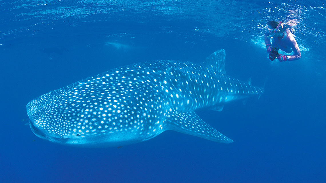 Ningaloo Reef Whale Shark Diving RAC Exmouth Cape Holiday Park NRMA Blue Member Discount