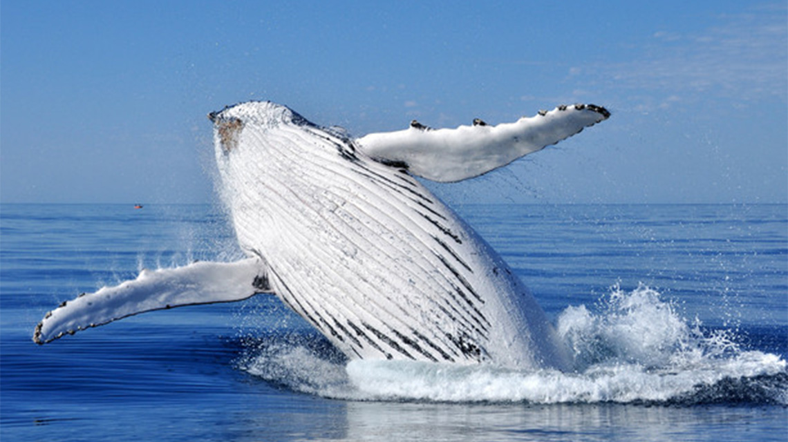 Whale Watching Busselton Holiday Park NRMA Holiday Parks and Resorts WA