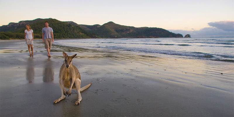 Kangaroos on Beach Brisbane to Cairns road trip in a week my nrma road trips