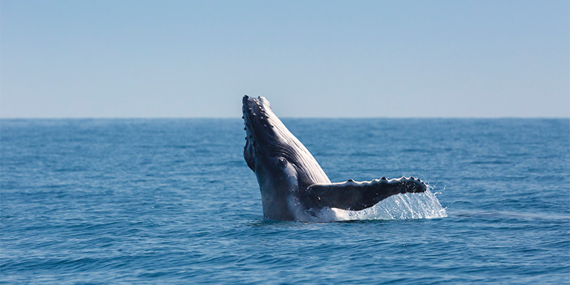 Whale Watching Hervey Bay Brisbane to Cairns road trip in a week my nrma road trips