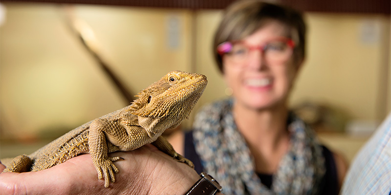 Alice Springs Reptile Centre Adelaide to Darwin in 14 days my nrma road trips