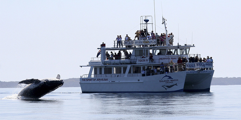 Whale Watching Jervis Bay Long Weekend Sydney to Berry in Three Days my nrma road trips