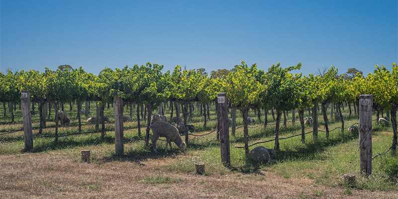 Vineyards South Australia Limestone Coast in Four Days my nrma road trips