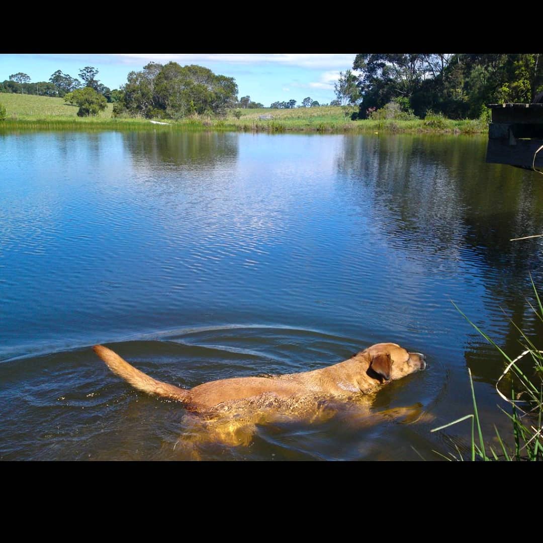 Dog paddling in a lake
