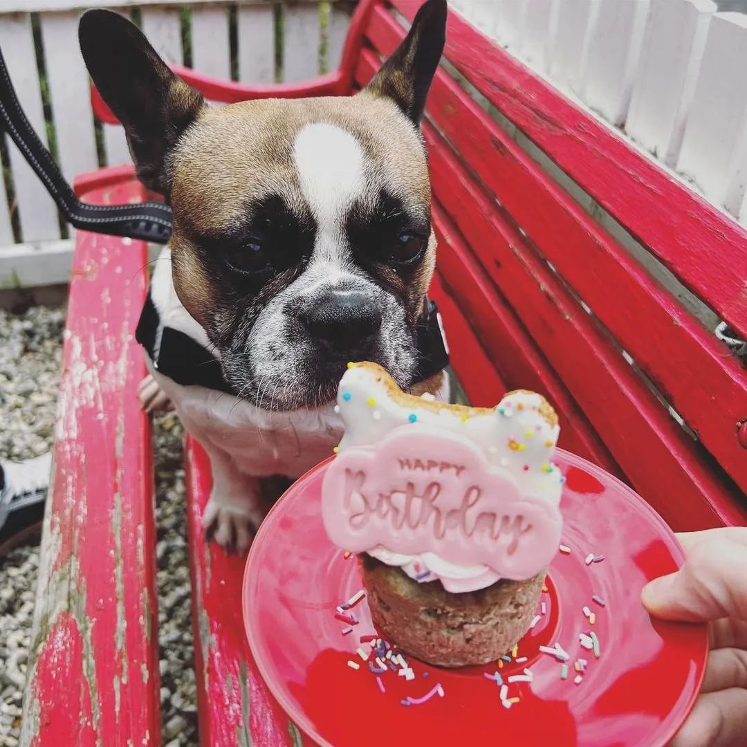 french bulldog sitting on a red bench sniffing a birthday dog treat that is on a red plate
