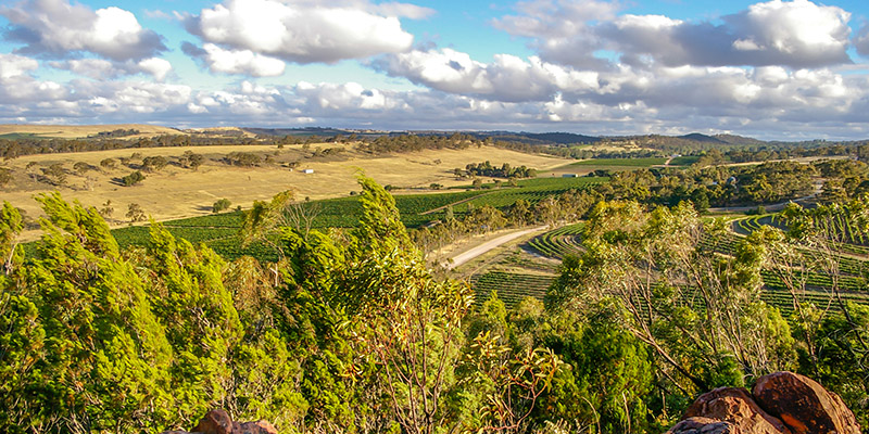 Clare Valley Adelaide Wineries my nrma road trips