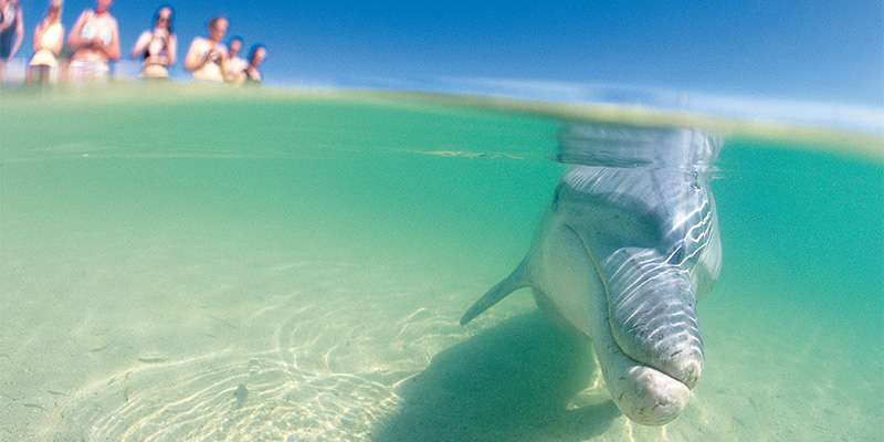 Bottlenose Dolphin Coral Coast my nrma road trips