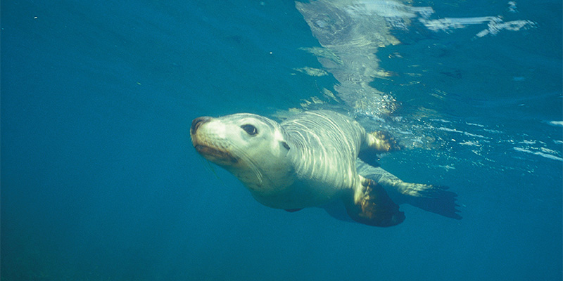 Sea Lions Coral Coast my nrma road trips