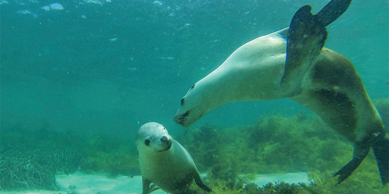 Swimming with Sea Lions Eyre Peninsula my nrma road trips