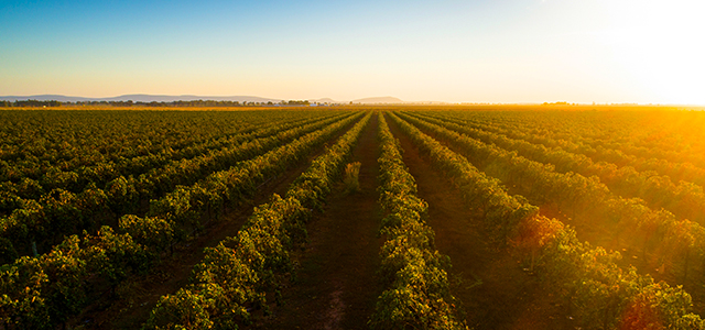 De Bortoli Wines Bilbul - Credit: Destination NSW De Bortoli Wines Bilbul - Credit: Destination NSW