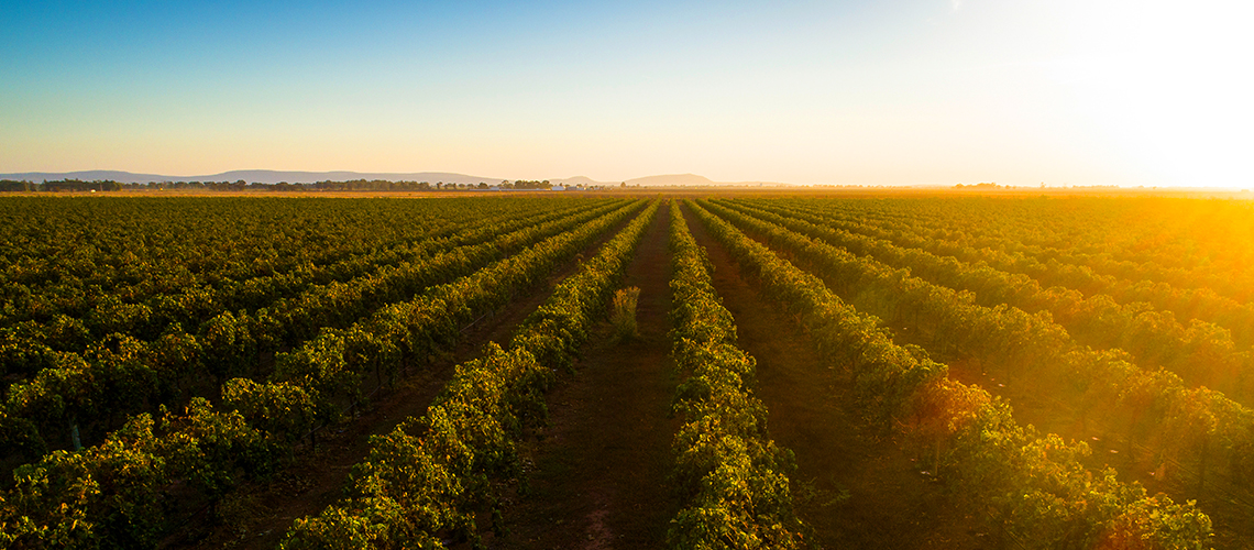 De Bortoli Wines Bilbul - Credit: Destination NSW De Bortoli Wines Bilbul - Credit: Destination NSW