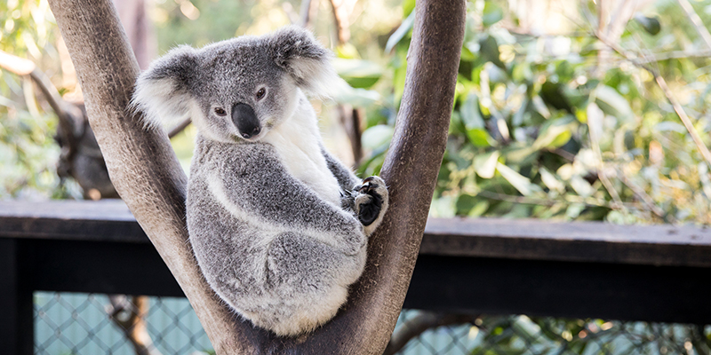 Koala Australian Reptile Park Somersby Destination NSW