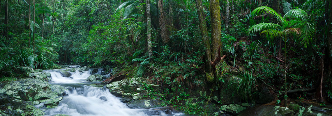 Rainforest Way