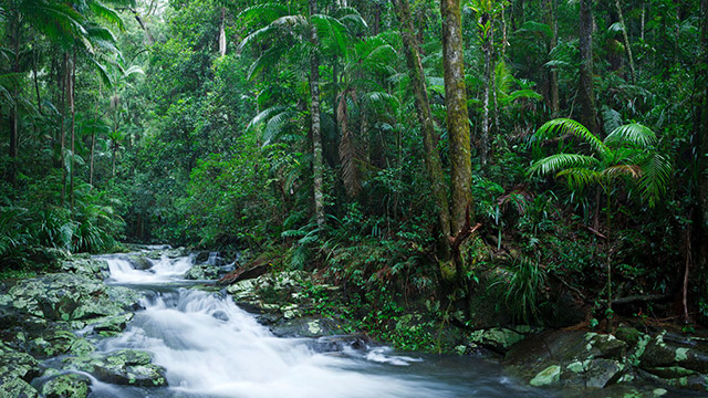 Rainforest Way