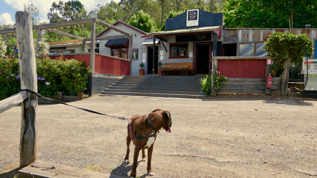 Great Northern Trading Post  - boxer dog looking back