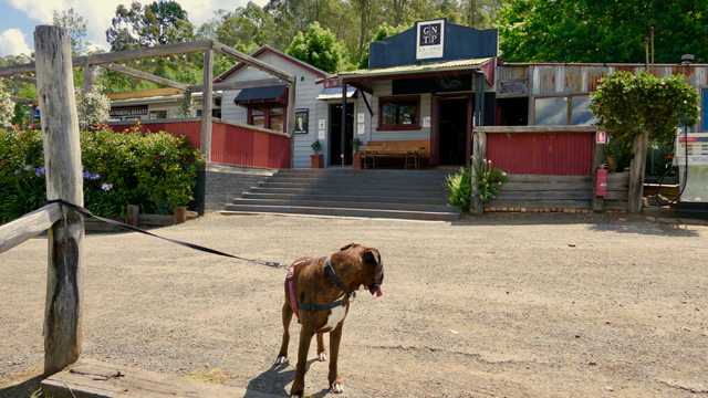 Great Northern Trading Post - boxer dog looking back