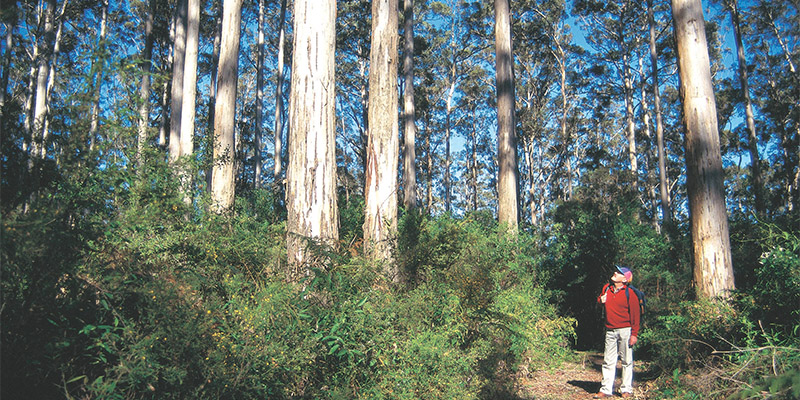 100 year forest Great South West Edge my nrma road trips WA