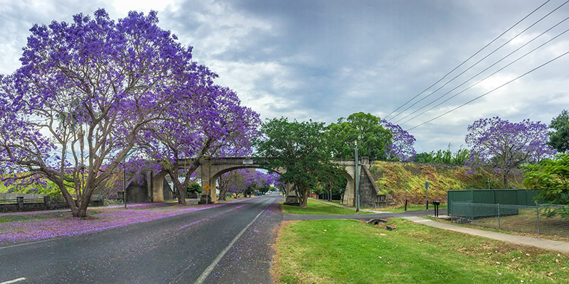 Jacaranda's Grafton