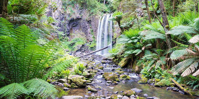 Great Otway National Park Melbourne to Great Ocean Road my nrma road trips