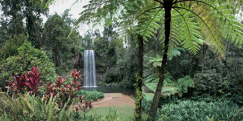 Milaa Milaa Falls Savannah Way my nrma road trips